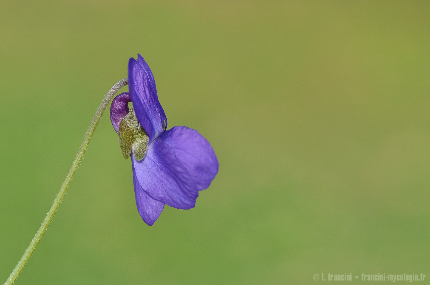 Scilla bifolia