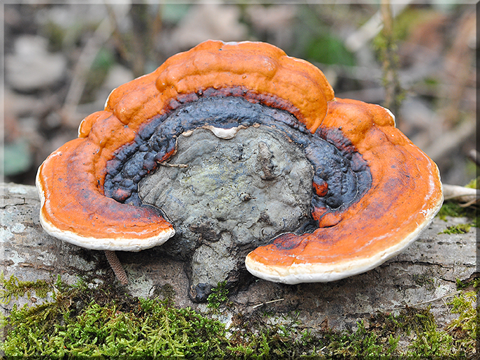 Fomitopsis pinicola