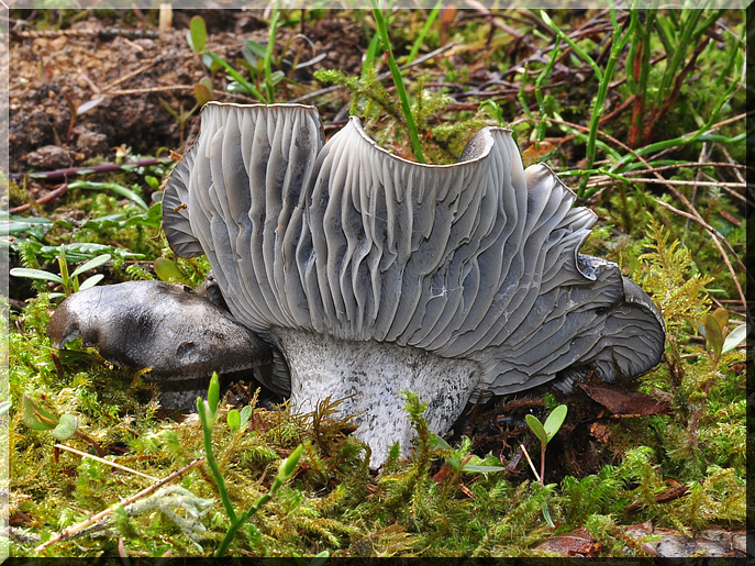 Hygrophorus marzuolus