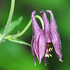 Aquilegia atrata