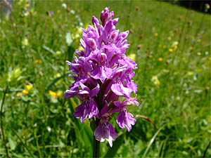 Dactylorhiza fuchsii