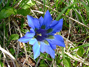 Gentiana