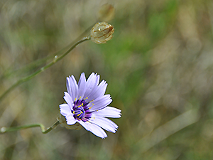 Catananche caerulea