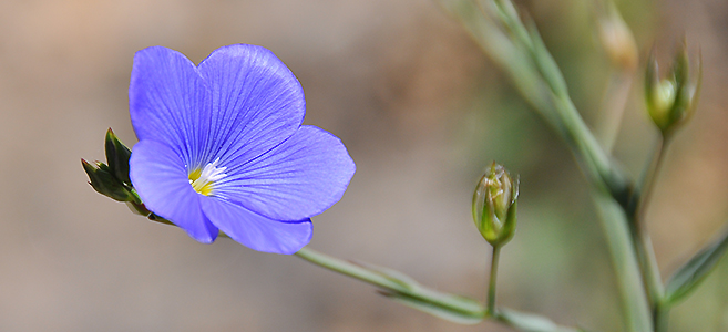 Linum narbonense