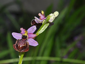 Ophrys