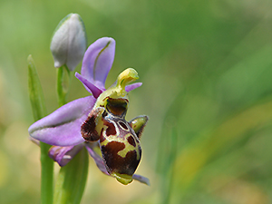 Ophrys scolopax