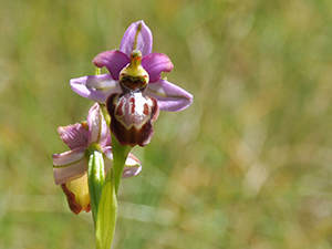 Ophrys