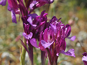 Orchis papilionacea