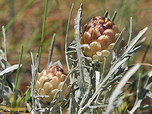 Leuzea conifera