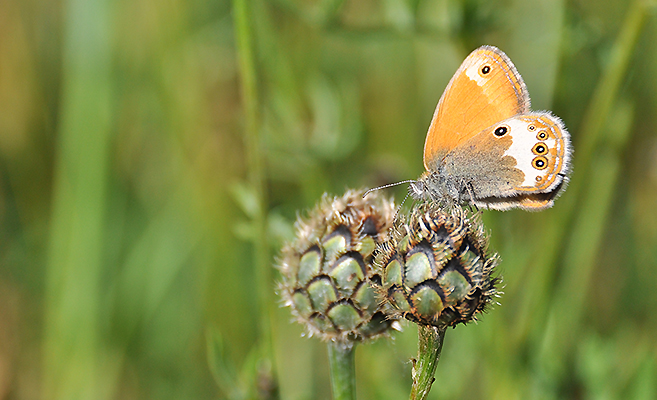 Coenonympha arcania