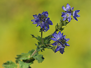 Veronica prostrata