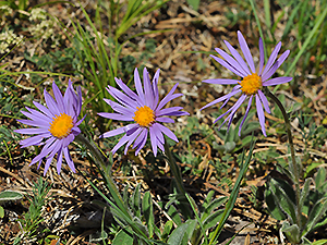 Aster