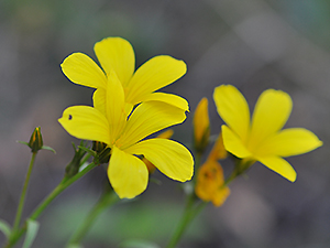 Linum campanulatum