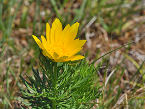 Adonis vernalis