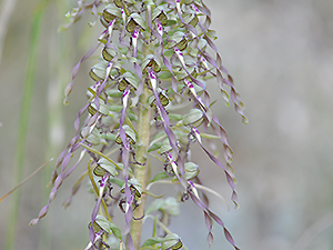 Himantoglossum