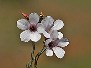 Linum suffruticosum