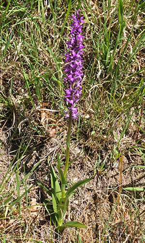 Dactylorhiza elata