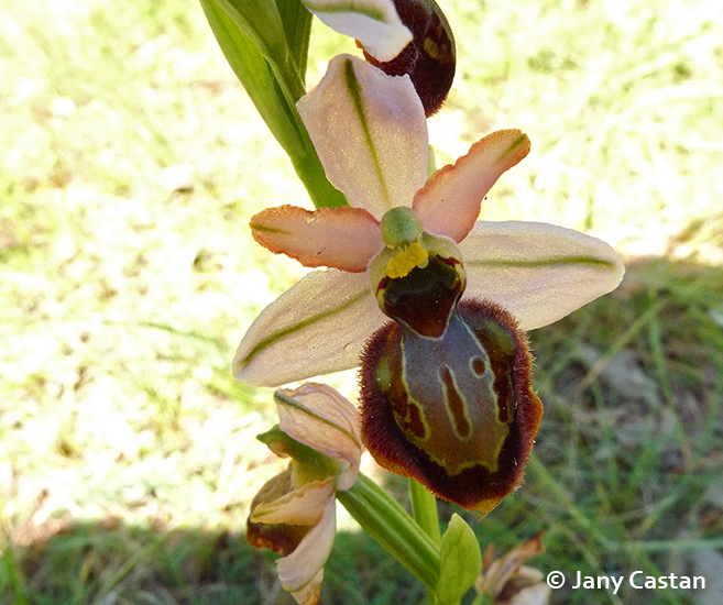 Ophrys passionis