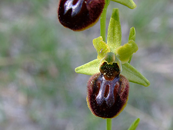 Ophrys_sphegodes
