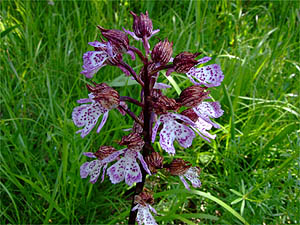 Orchis purpurea