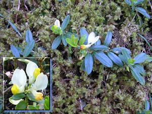 Polygala