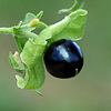 Cucubalus baccifer