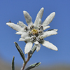 Edelweiss