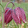 Fritillaria meleagris