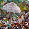 Macrolepiota procera