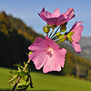 Malva