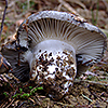 Marzuolus