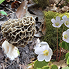 Fritillaria meleagris