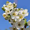 Prunus