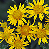 fleurs