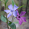 Vinca minor