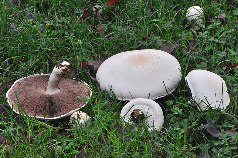 Agaricus arvensis