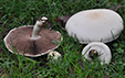 Agaricus arvensis