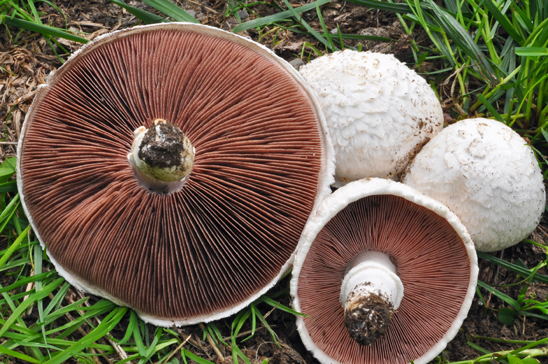 Agaricus campestris