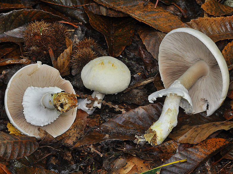 Agaricus sylvicola