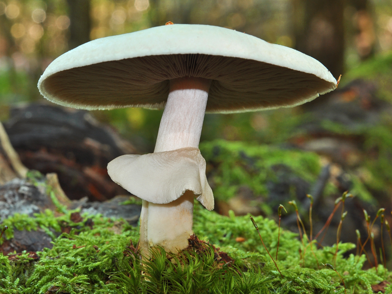 Agaricus silvicola