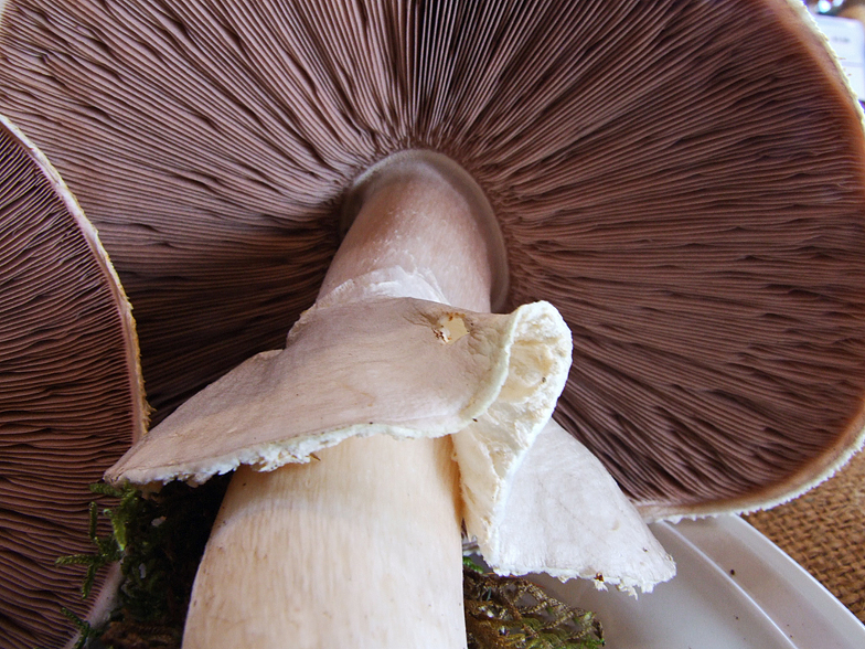 Agaricus silvicola