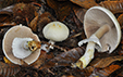 Agaricus sylvicola