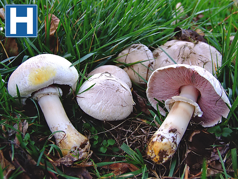 Agaricus xanthodermus