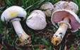 Agaricus xanthodermus