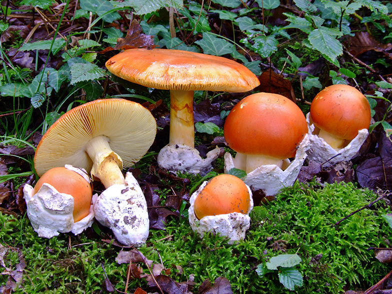 Amanita caesarea