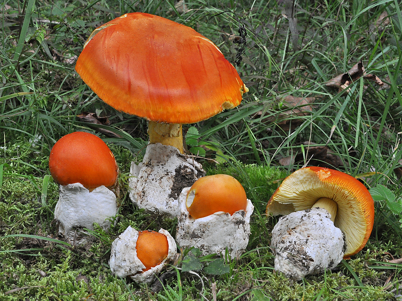 Amanita caesarea