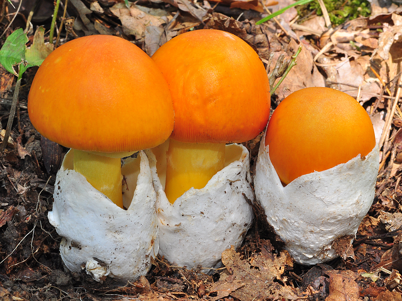 Amanita caesarea