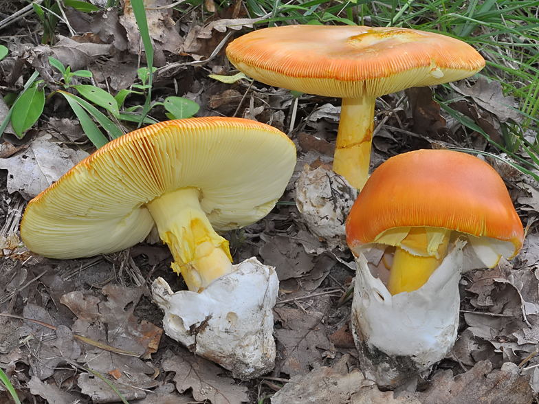 Amanita caesarea