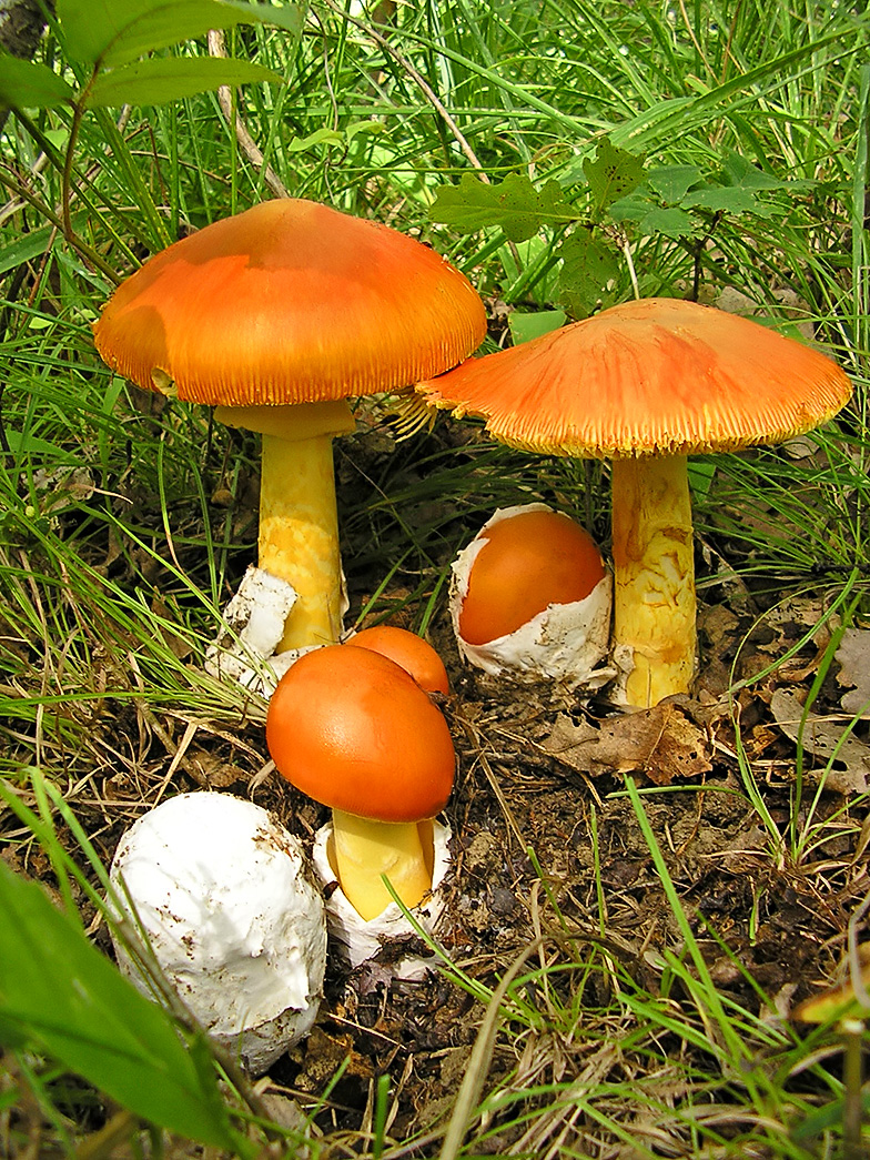 Amanita caesarea