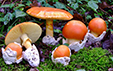 Amanita caesarea